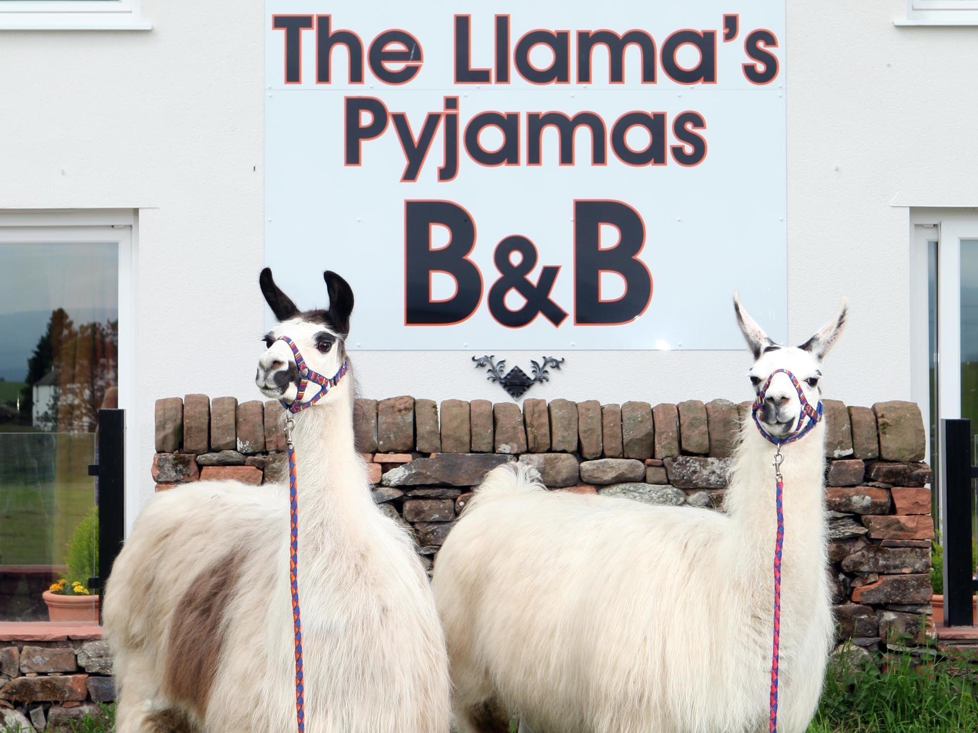 Llamas Pyjamas Bed and Breakfast Penrith Eksteriør billede