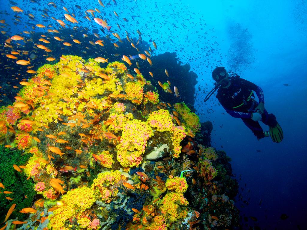 Marco Vincent Dive Resort Puerto Galera Eksteriør billede