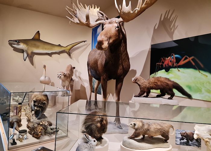 Denver Museum of Nature and Science photo