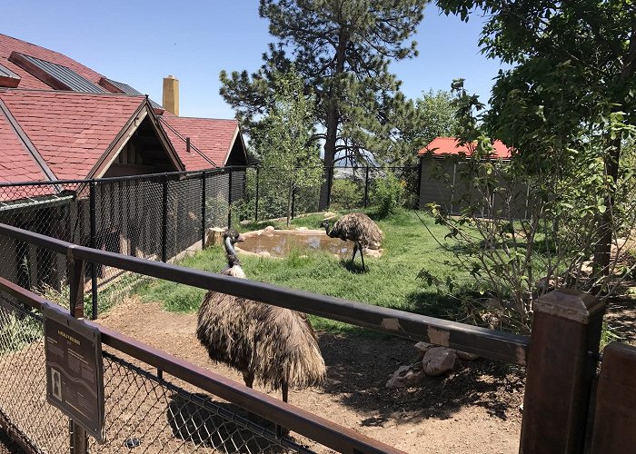 Cheyenne Mountain Zoo photo