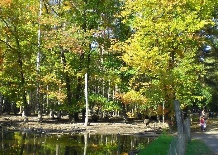 Wildpark "Alte Fasanerie" Klein-Auheim Wildpark Alte Fasanerie (Hanau) - Visitor Information & Reviews photo