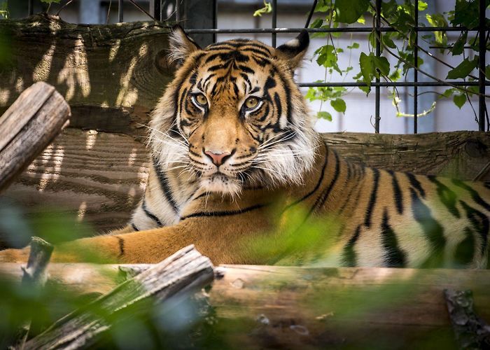 Heidelberg Zoo Heidelberg Zoo photo