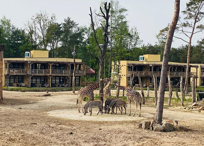 Beekse Bergen Review: Beekse Bergen Safari Hotel, The Ultimate Room With A View ... photo