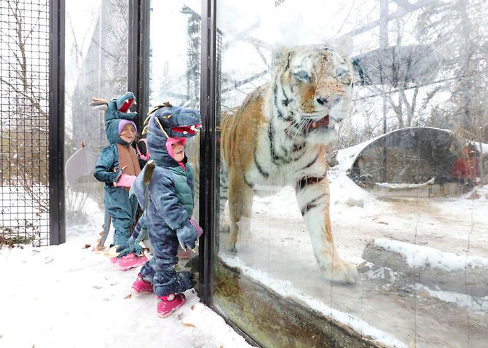 Assinboine Park Zoo Pumpkins for polar bears a treat at zoo's Spooktacular Halloween ... photo