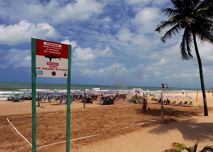 Pina Beach Shark Attacks, Kills Drunk Man Urinating in Brazilian Sea photo