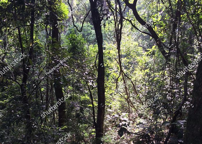 Botanic Garden 43 Botanical Garden Porto Alegre Royalty-Free Images, Stock Photos ... photo