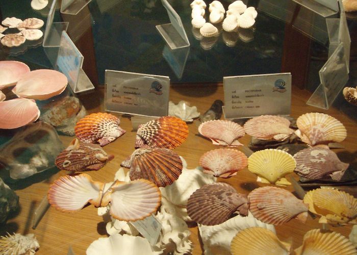 Seashell museum Visit The Rayong Aquarium For a Glimpse into Thailand's Awesome ... photo