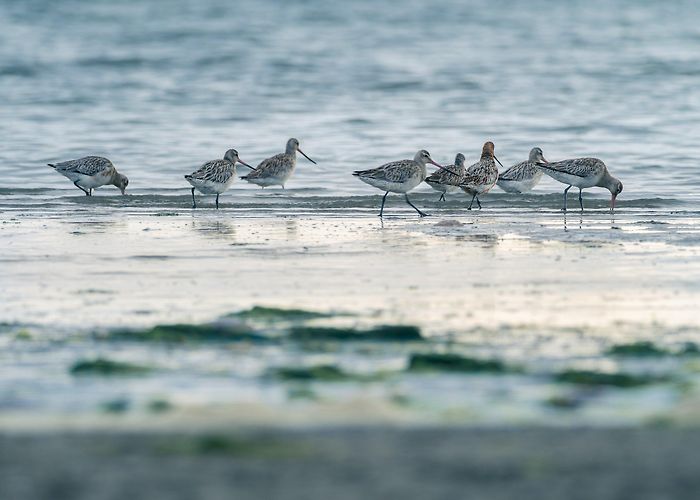 De Schorren Birding extravaganza, a multi day birding break on Texel — robert ... photo