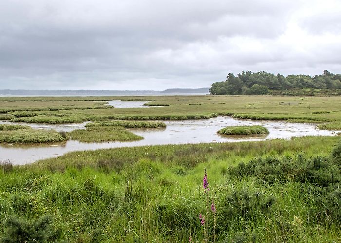Brownsea Island Nature Reserve Poole Harbour oil spill may have 'devastating' impact on local ... photo