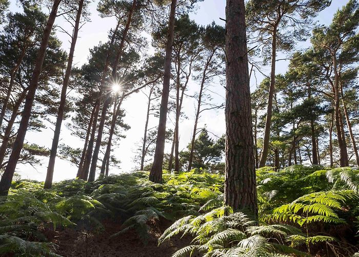 Brownsea Island Nature Reserve Habitat project | Brownsea Island | Dorset | National Trust photo
