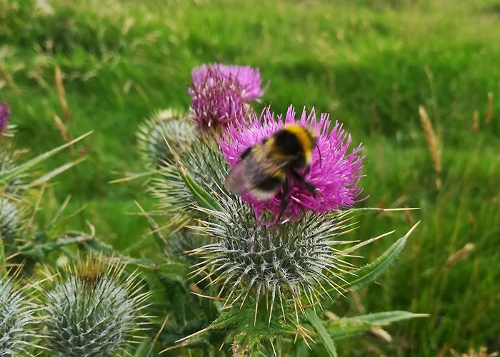 Campsie Golf Club Visit Campsie Glen: 2024 Travel Guide for Campsie Glen, Glasgow ... photo