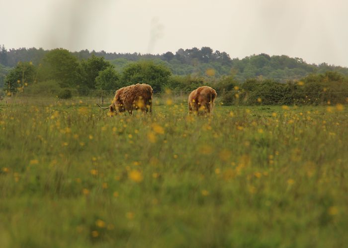 Domaine de Tremelin Le domaine de Careil (Iffendic) | Ille & Vilaine Tourism (35) en ... photo