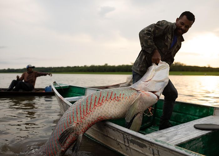 Custom House Rare good news from the Amazon: Gigantic fish are thriving again ... photo