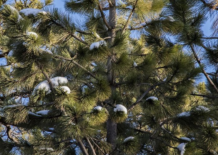 Parque Natural Baixa Limia Mil pinheiros-silvestres do Parque Nacional da Peneda-Gerês ... photo