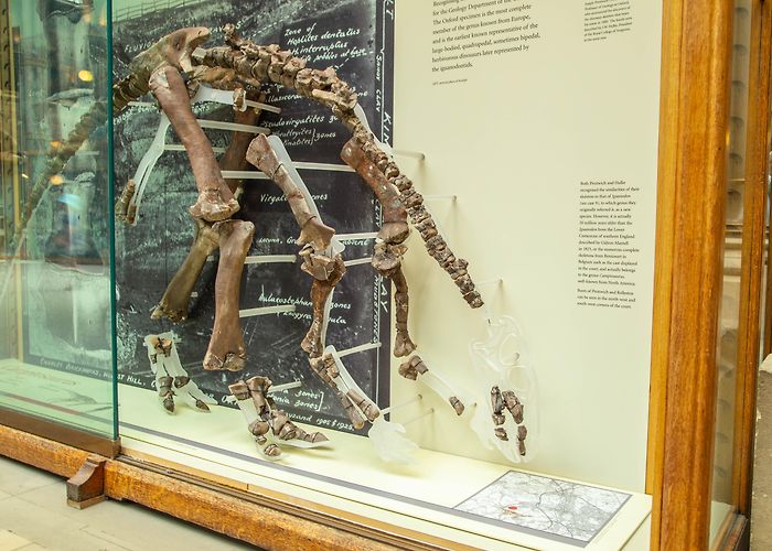 Museum of the History of Science The Oxfordshire Dinosaurs | Oxford University Museum of Natural ... photo