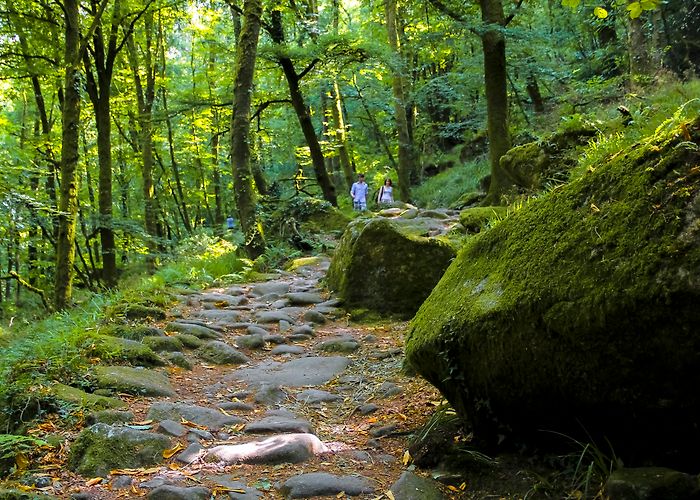Abeille Vivante Cité Fourmis Le Faouët - Le Faouët | Site officiel de l'office de tourisme du ... photo