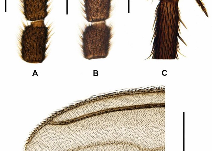 University Centre Cesumar Insects | Free Full-Text | Pseudolycoriella hygida (Sauaia and ... photo