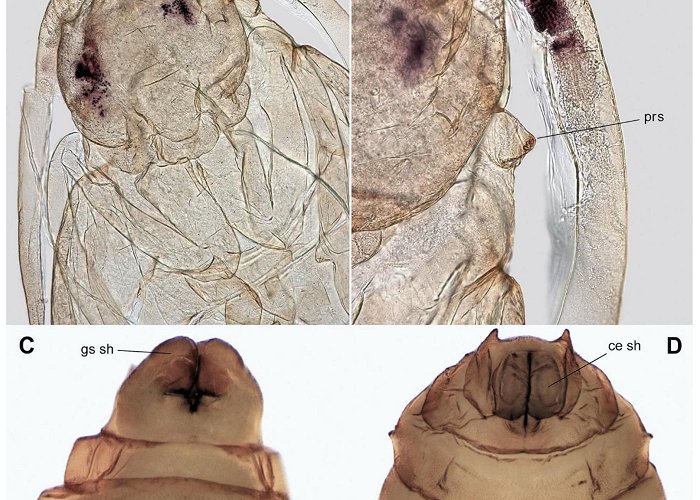 University Centre Cesumar Insects | Free Full-Text | Pseudolycoriella hygida (Sauaia and ... photo