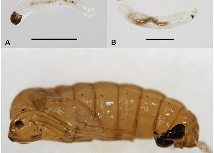 University Centre Cesumar Insects | Free Full-Text | Pseudolycoriella hygida (Sauaia and ... photo