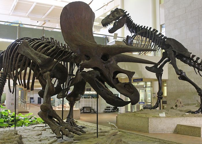 Museum of Natural Sciences Home - Museum of Natural Sciences | University of Saskatchewan photo