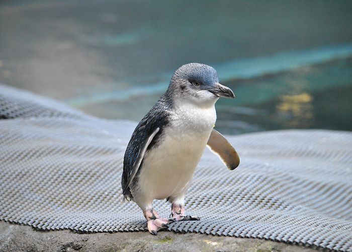 International Antarctic Centre International Antarctic Centre | RealNZ photo