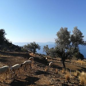 Sea Breeze Ecological Villa Agia Galini Exterior photo