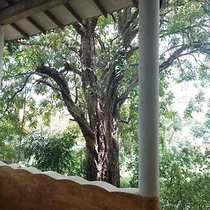 Kon Tree Shade Lejlighed Dambulla Exterior photo