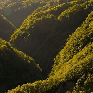 Wild Valley Forest View 3 In Valle Onsernone Lejlighed Vergeletto Exterior photo